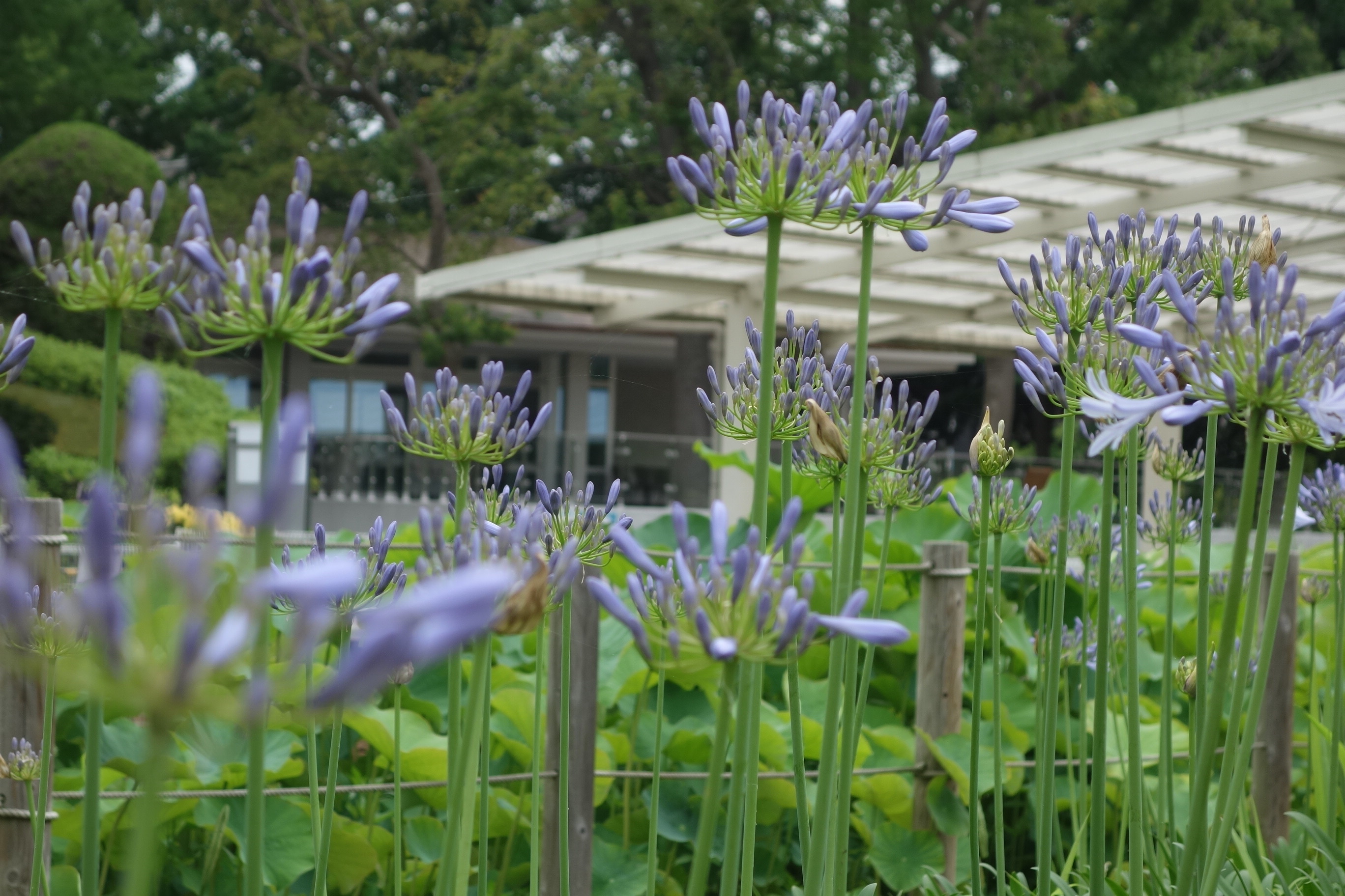 青紫のお花が増えてきました アガパンサス 開花情報 神奈川県立大船フラワーセンター