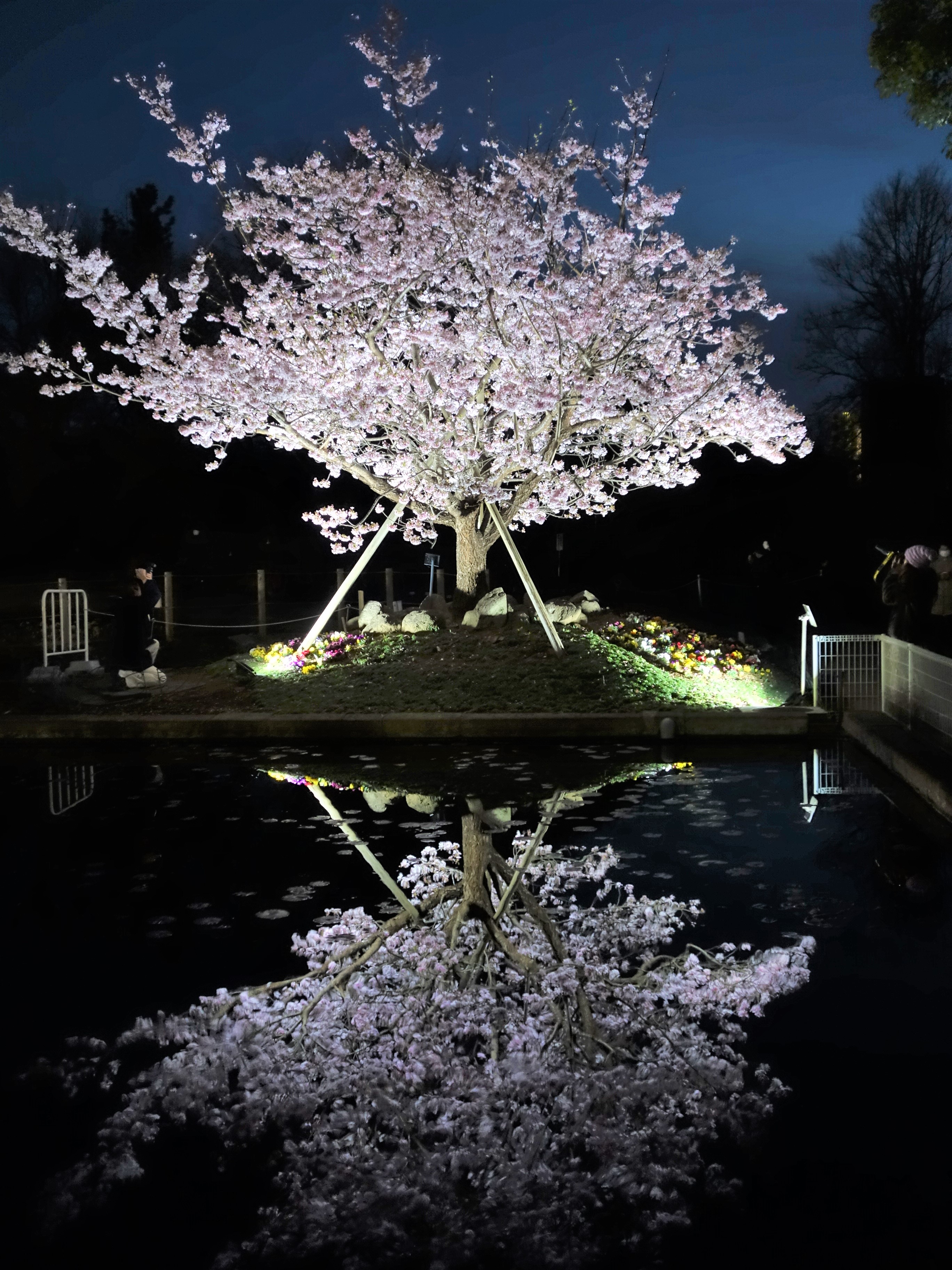 3 1 3 2 夜桜 玉縄桜 ライトアップ 開園時間延長 イベント 神奈川県立大船フラワーセンター