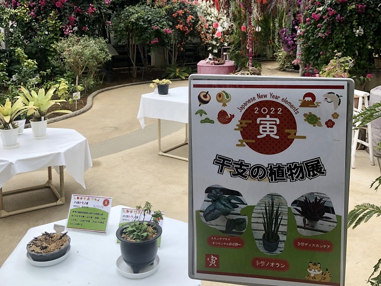 干支の植物展 1月5日（水）～1月23日（日） イベント 神奈川県立大船フラワーセンター