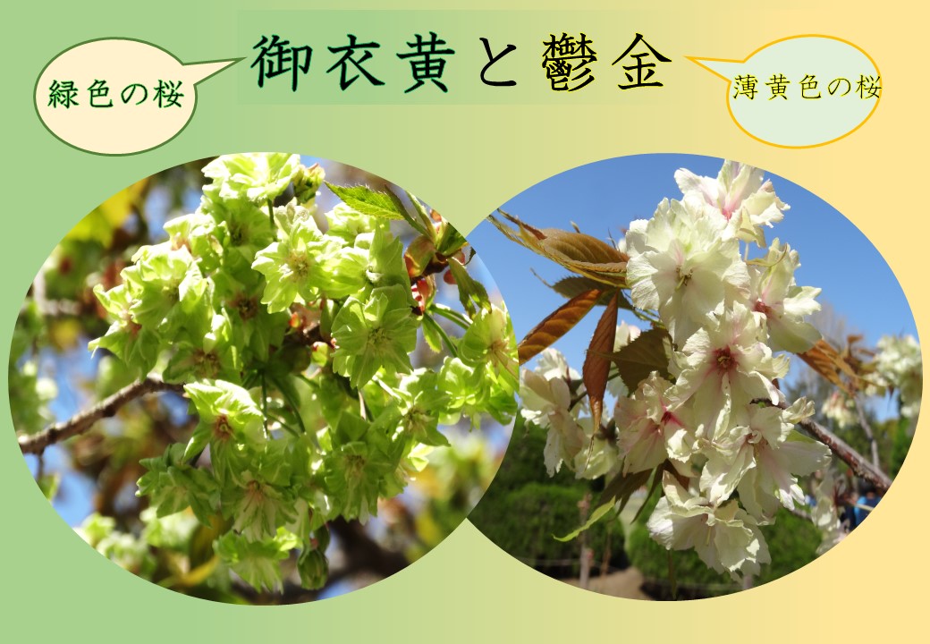 御衣黄・鬱金 | 開花情報 | 神奈川県立大船フラワーセンター