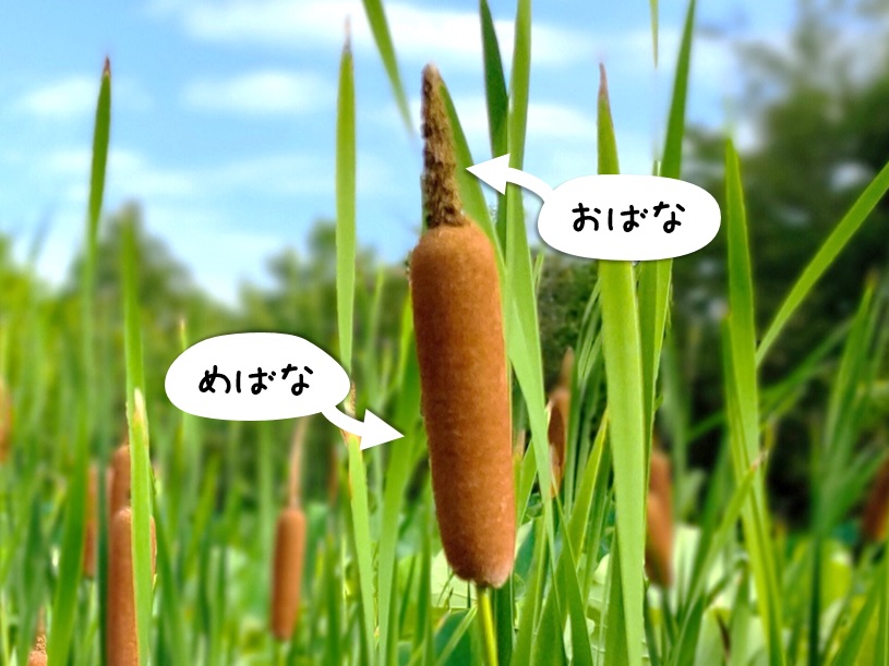 夏色♪ | 開花情報 | 神奈川県立大船フラワーセンター