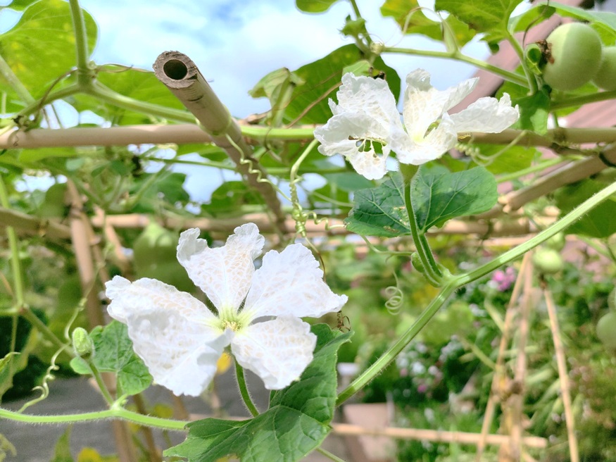 ひょうたん展 開催中 開花情報 神奈川県立大船フラワーセンター