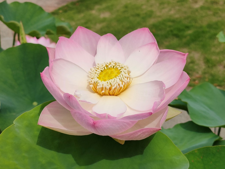はかない美しさ♪ | 開花情報 | 神奈川県立大船フラワーセンター