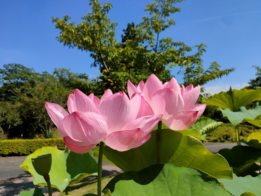 来たれ夏っ♪ | 開花情報 | 神奈川県立大船フラワーセンター